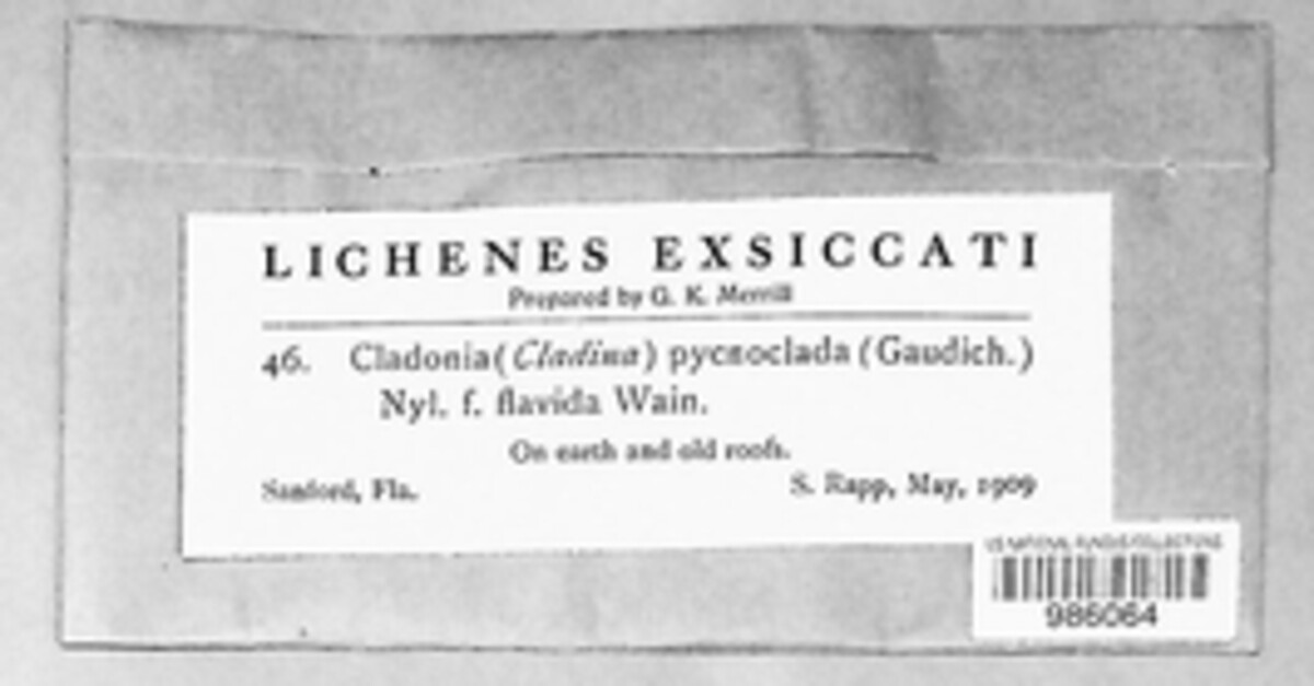 Cladonia pycnoclada f. flavida image